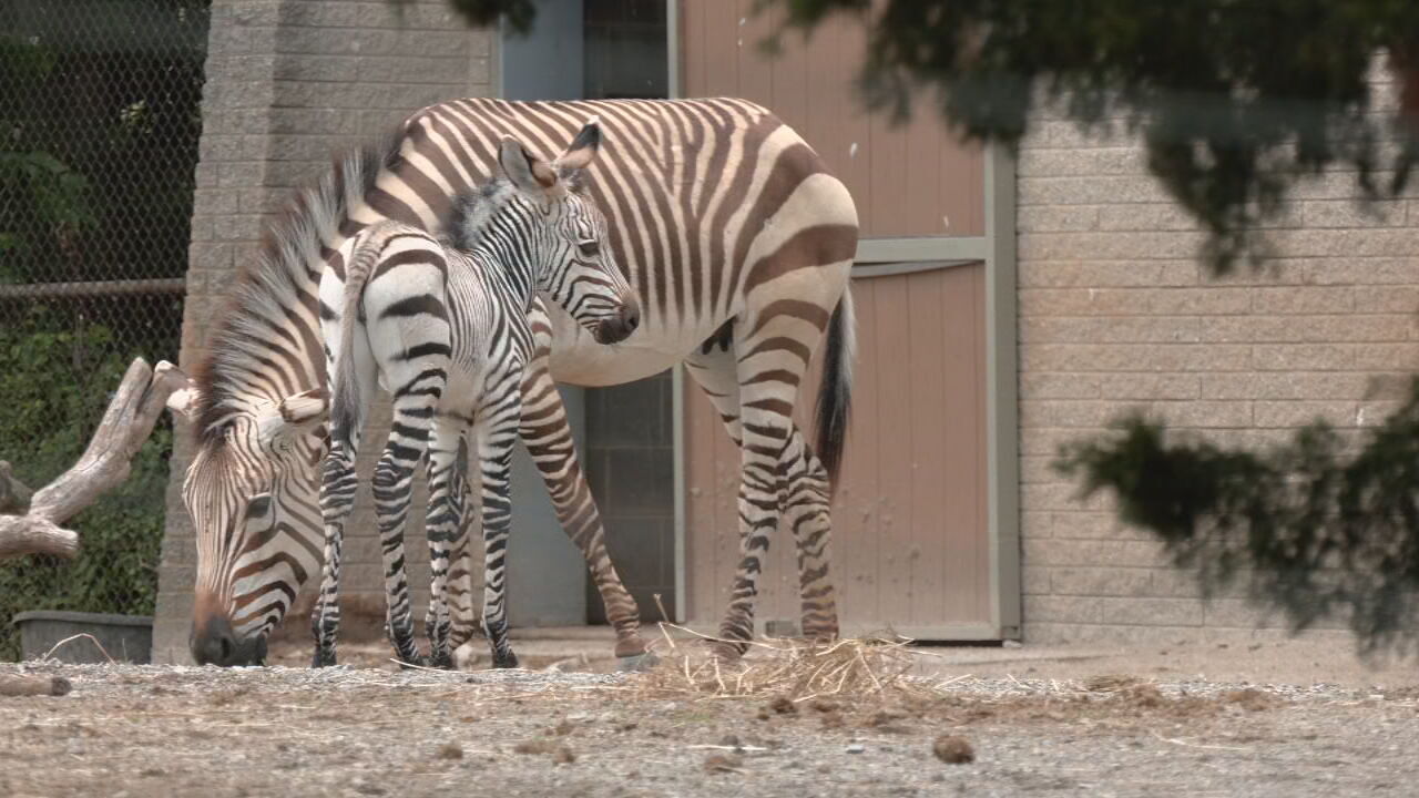 Louisville Zoo celebrates new life, expecting large crowds this summer